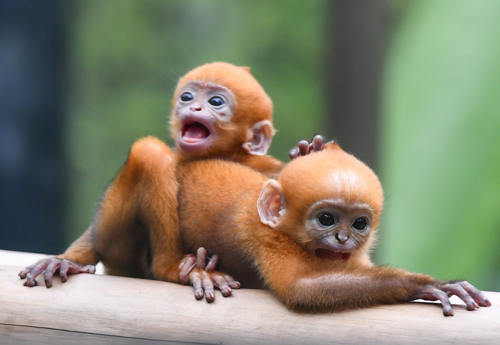 5月13日，黑葉猴龍鳳胎寶寶在與媽媽短暫分開時表現緊張。 新華社記者 劉大偉 攝