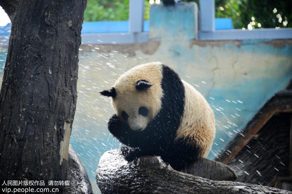 京城入夏遇34℃高温 大熊猫淋浴巧降温