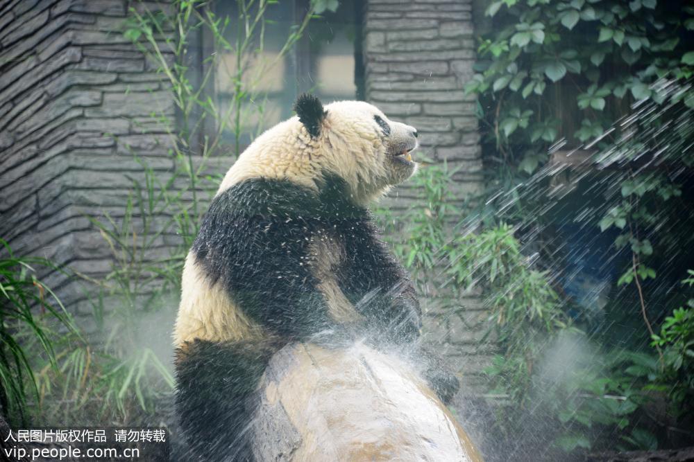京城入夏遇34℃高溫 大熊貓淋浴巧降溫