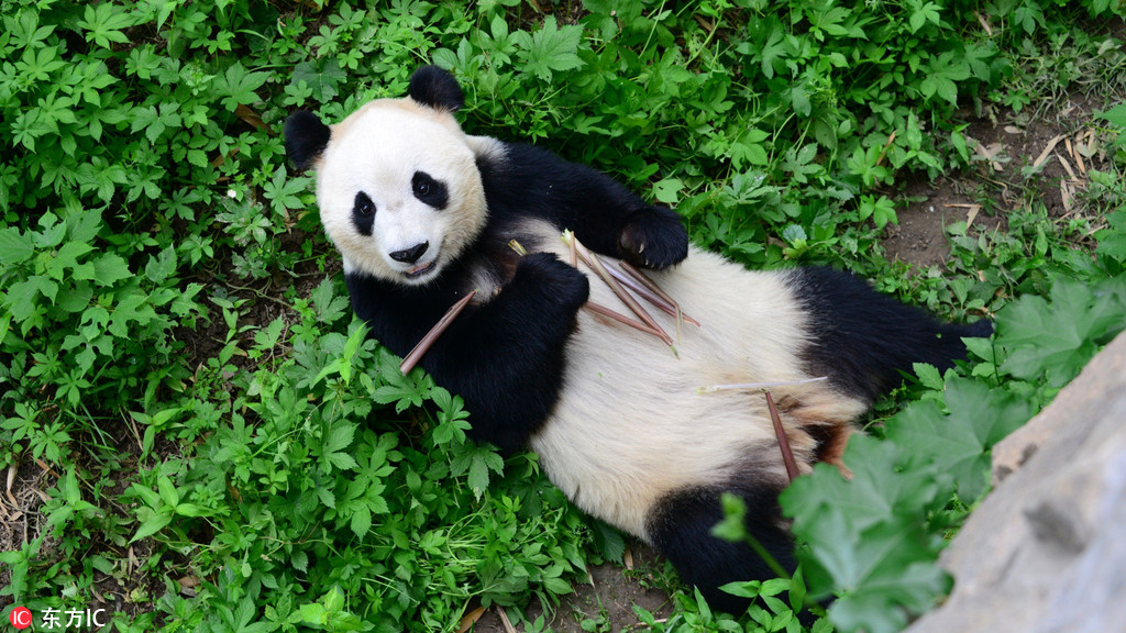 美味到陶醉！北京动物园大熊猫吃相惹人爱