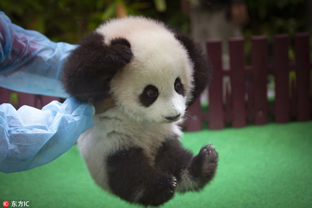 馬來西亞新生大熊貓寶寶首亮相 小手捂耳朵表情萌翻了