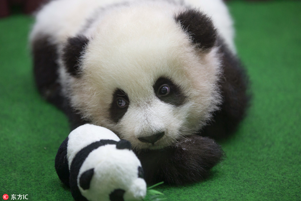 馬來西亞新生大熊貓寶寶首亮相 小手捂耳朵表情萌翻了【7】