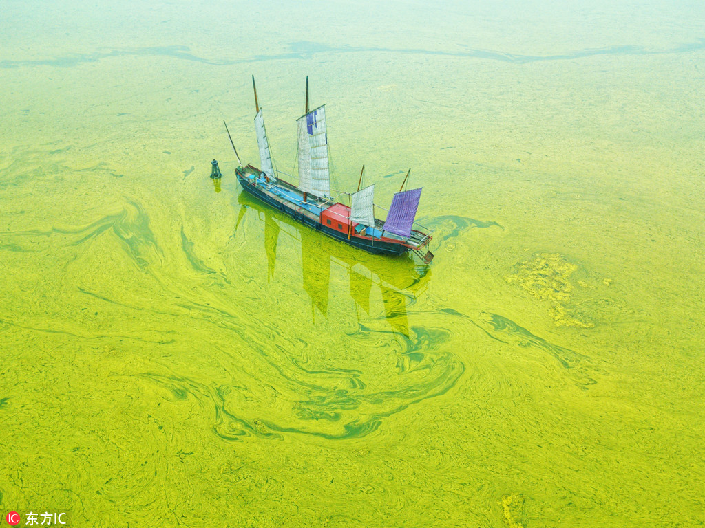无锡太湖黄色蓝藻泛滥 一堤之隔，二个不同的水世界