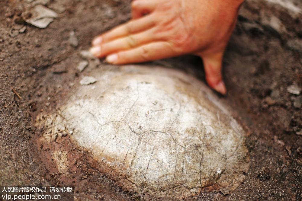 2018年6月14日，重慶市綦江區文龍街道通惠社區，發現的蛇頸龜化石龜殼長約20厘米。