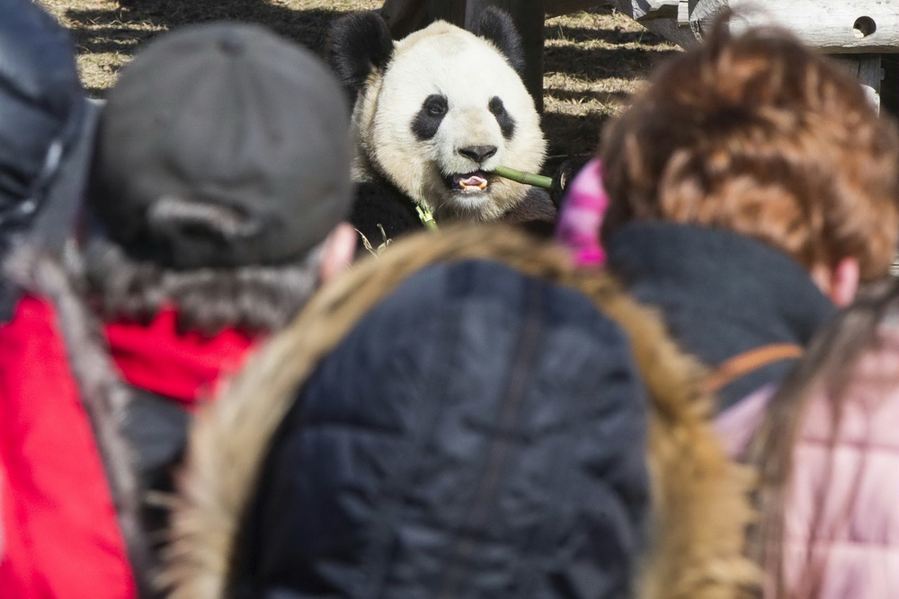 3月16日，在加拿大多倫多動物園，游客參觀大熊貓。加拿大多倫多動物園16日舉行“向大熊貓道別”活動，吸引了眾多游客參加。隨后，居住在多倫多動物園內的大熊貓將搬遷至卡爾加裡動物園。新華社發（鄒崢攝）