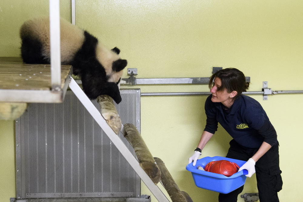 4月24日，在法國聖艾尼昂市博瓦勒動物園，飼養員阿斯特麗·貝爾納斯科尼收拾大熊貓幼崽“圓夢”的籠舍。新華社記者陳益宸攝