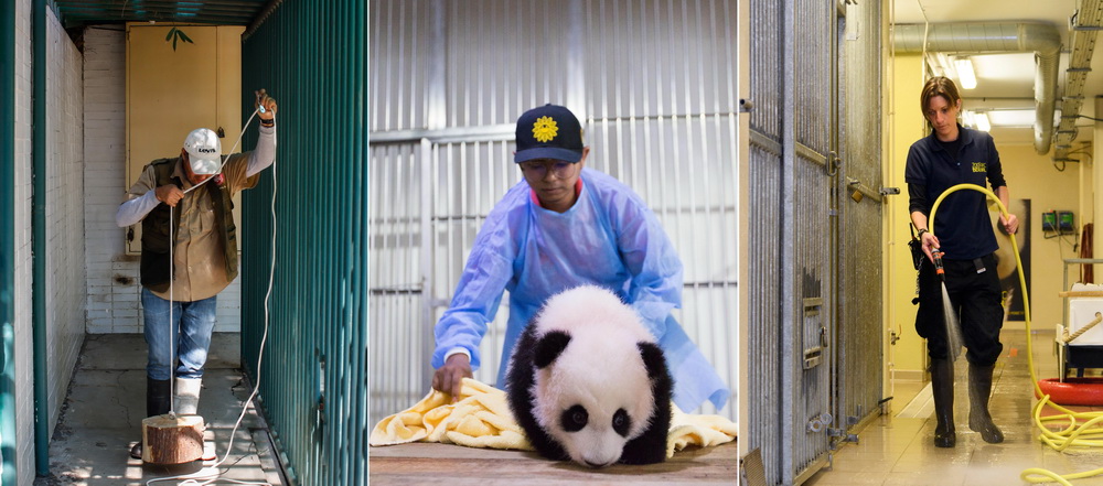 左：3月26日，在墨西哥首都墨西哥城的查普特佩克動物園，飼養員埃利亞斯准備和大熊貓互動用的玩具﹔中：6月7日，在馬來西亞吉隆坡附近的馬來西亞國家動物園，飼養員阿克邁勒准備將大熊貓寶寶抱到“育兒房”﹔右：4月24日，在法國聖艾尼昂市博瓦勒動物園，飼養員阿斯特麗·貝爾納斯科尼清洗大熊貓館舍。新華社發