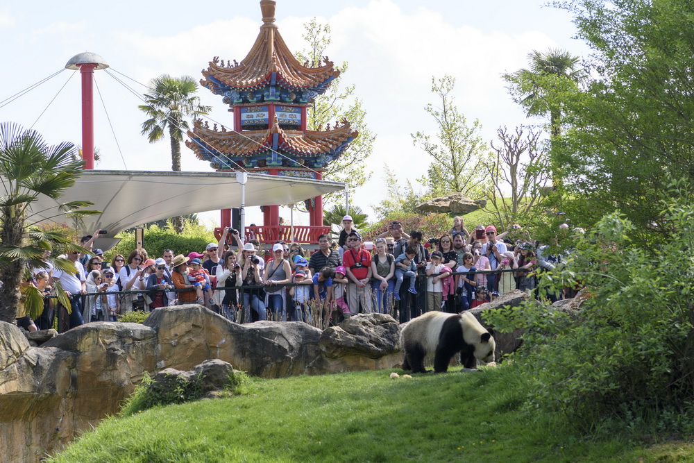 4月24日，游客在法國聖艾尼昂市博瓦勒動物園觀看大熊貓“圓仔”。大熊貓“歡歡”和“圓仔”於2012年從中國成都大熊貓繁育研究基地來到博瓦勒動物園，后於2017年8月在這裡產下寶寶“圓夢”。新華社記者陳益宸攝