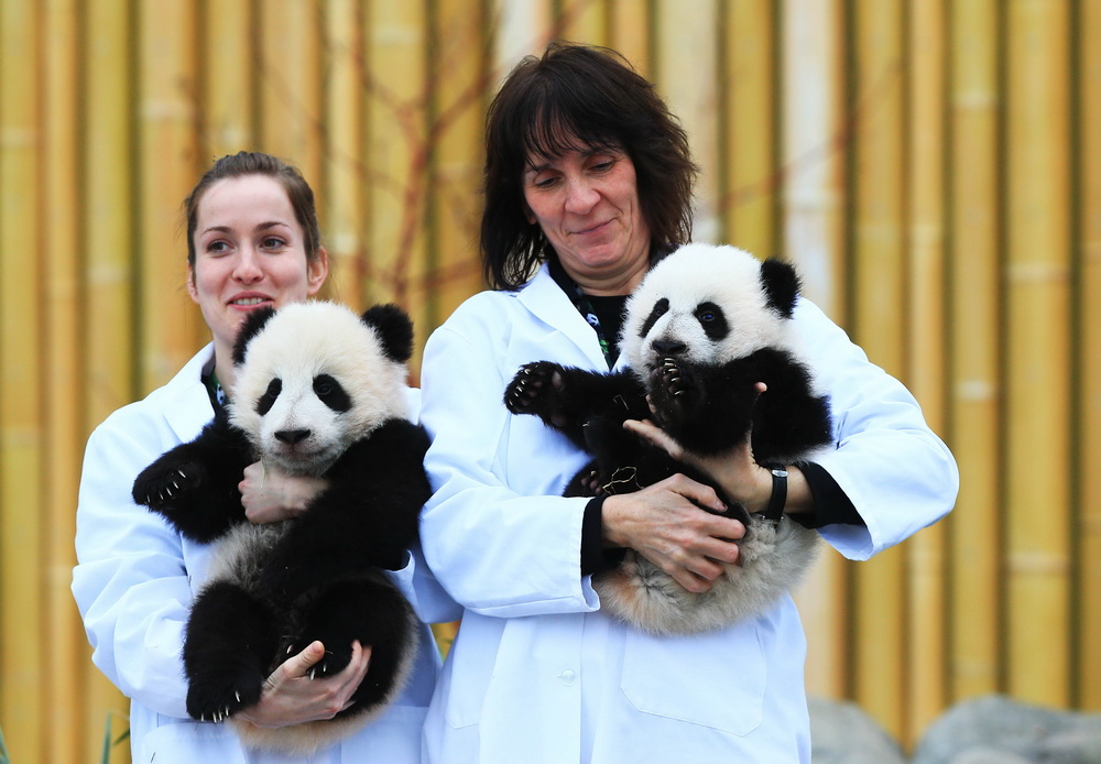 2016年3月7日，在加拿大多倫多動物園，大熊貓幼崽“加盼盼”（右）與“加悅悅”被飼養員抱著拍攝合影。“加盼盼”與“加悅悅”生於2015年10月，是首批出生在加拿大國土上的大熊貓寶寶。 新華社發（鄒崢攝）