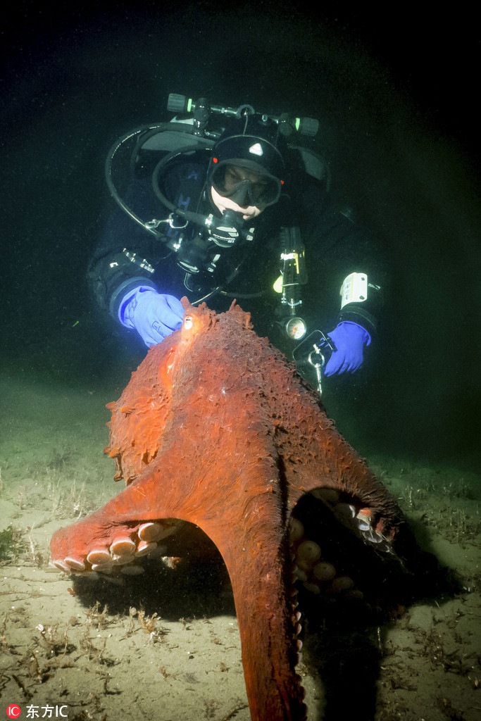 加拿大男子潛水被章魚當成“獵物” 死死糾纏驚心動魄【2】