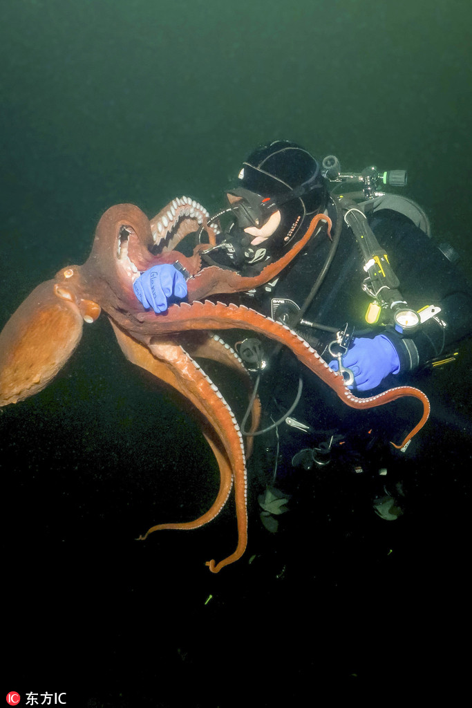 加拿大男子潛水被章魚當成“獵物” 死死糾纏驚心動魄【3】