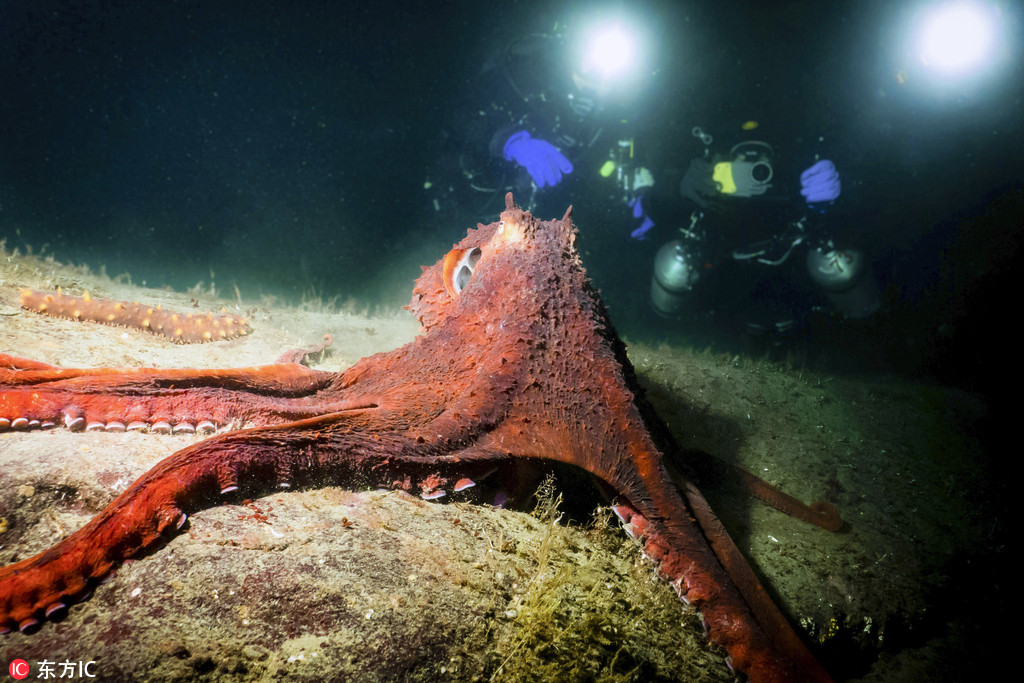 加拿大男子潛水被章魚當成“獵物” 死死糾纏驚心動魄