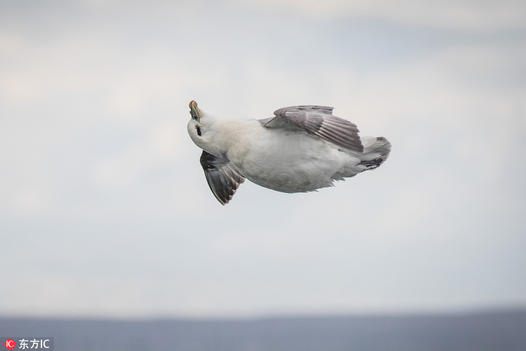 英國海燕獨自飛翔嗨過頭 神還原“桶滾”飛行特技