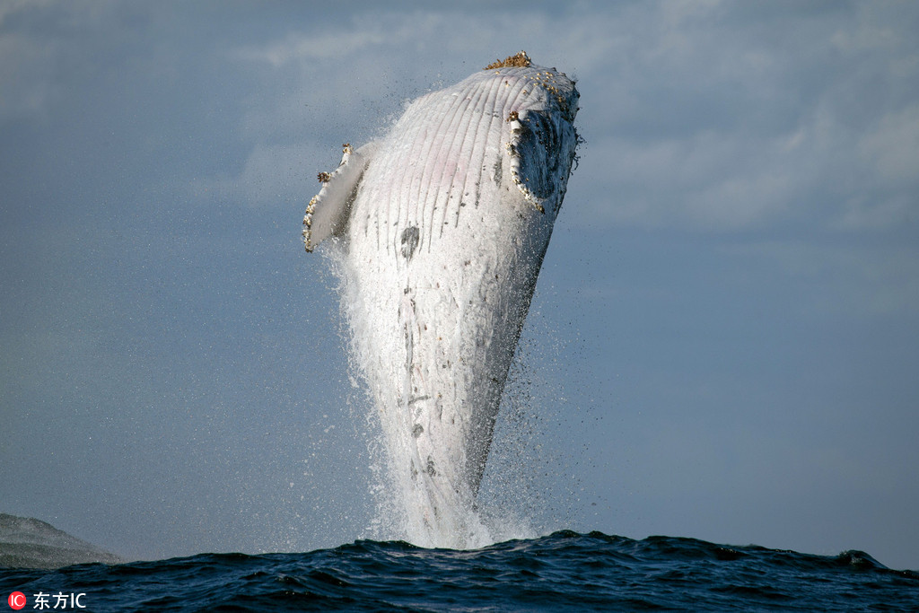 20噸重座頭鯨突然躍出水面 身體與海面垂直畫面罕見
