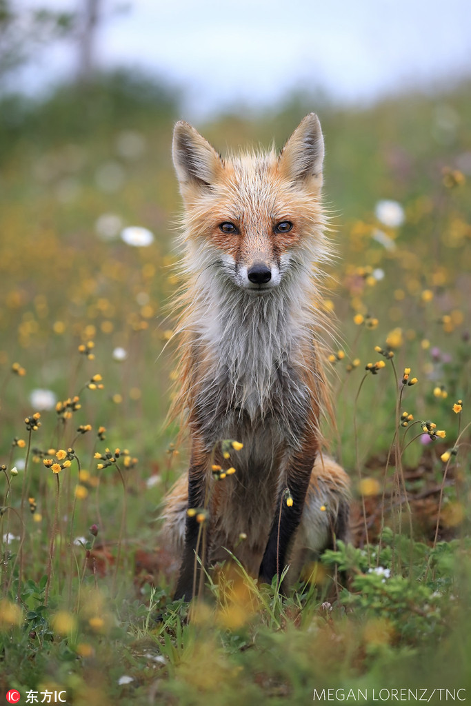 野生動物組獲獎者：四目相對（Watching You Watching Me）攝影師：Megan Lorenz，加拿大（同為人氣大獎獲得者）介紹：拍攝於2017年7月，紐芬蘭與拉布拉多省的赤狐。