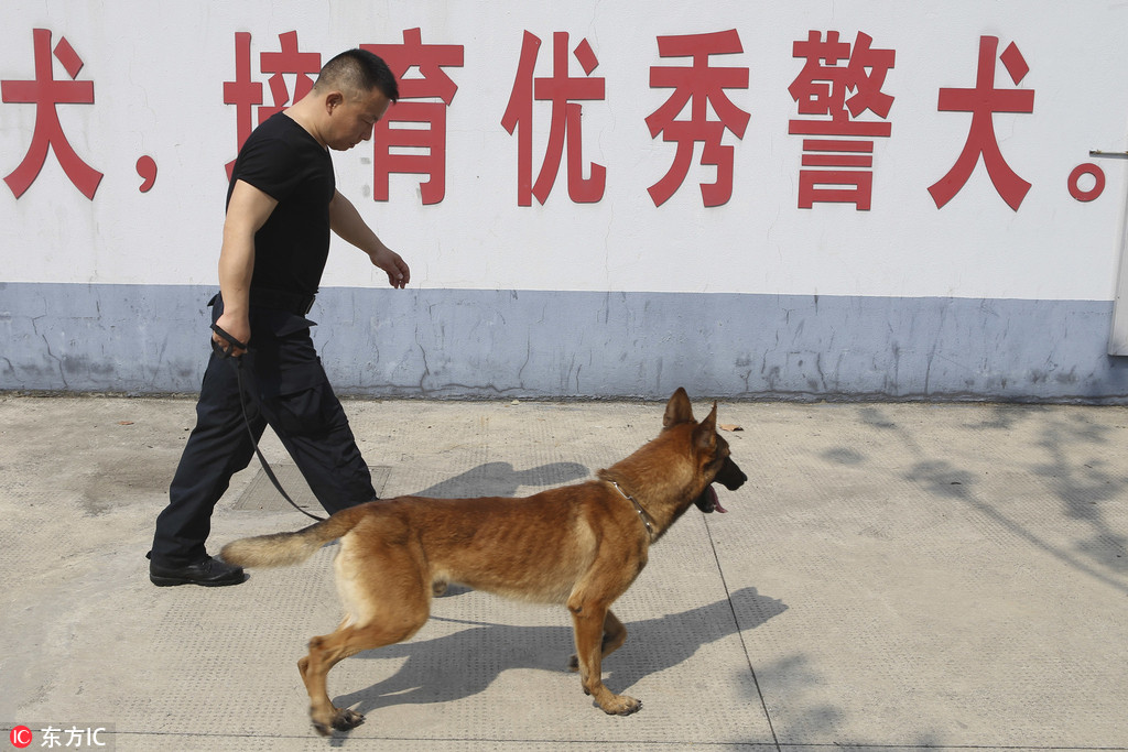 图片故事:他的警犬不仅懂德语 还破过命案!