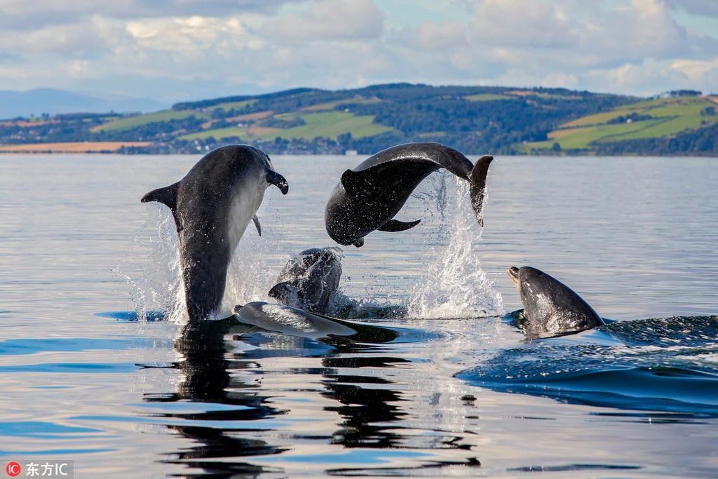 蘇格蘭海豚母子繹驚艷海上“三人舞” 