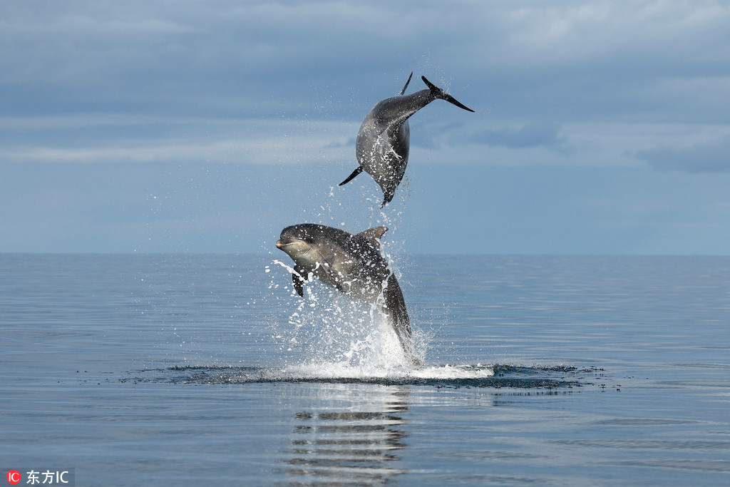 蘇格蘭海豚母子繹驚艷海上“三人舞” 【6】