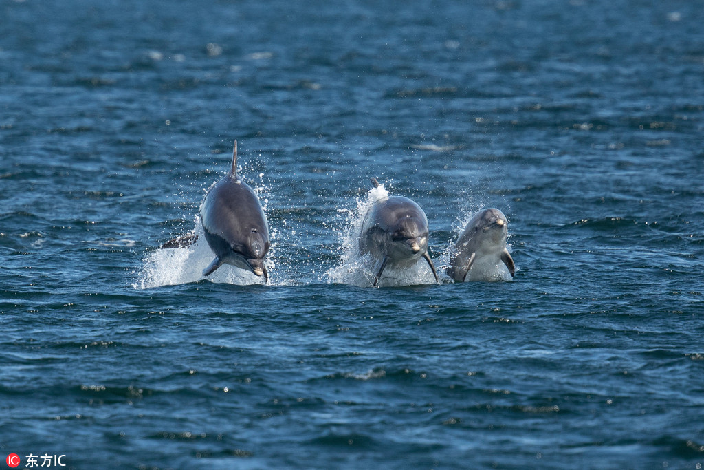 蘇格蘭海豚母子繹驚艷海上“三人舞” 【2】