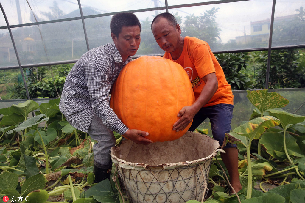重慶雲陽蔬菜基地種出87公斤大南瓜 兩個壯漢才能抬走