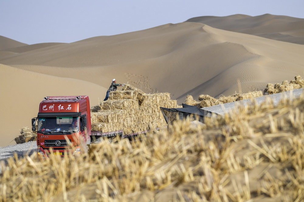 在地处塔克拉玛干沙漠深处的施工现场，来自四川的王新国在卸载用于防风固沙的芦苇（7月9日摄）。