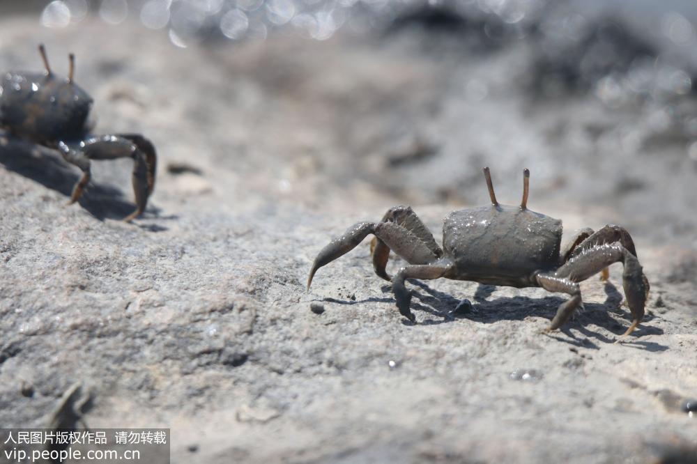 壮观！亿万小螃蟹青岛海滩扎堆觅食【5】