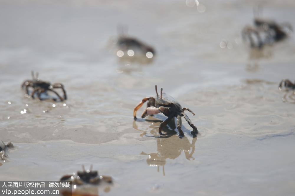 壮观！亿万小螃蟹青岛海滩扎堆觅食【2】