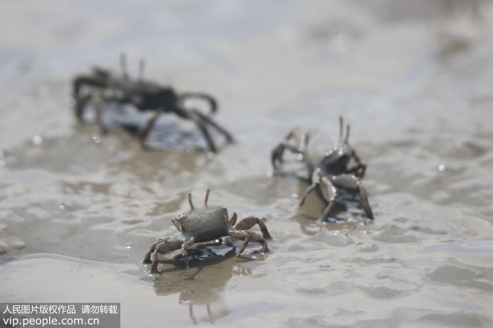 壮观！亿万小螃蟹青岛海滩扎堆觅食【3】