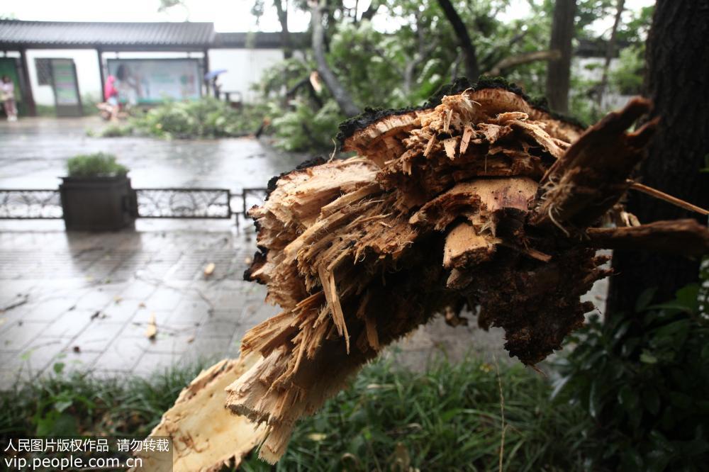 江蘇揚州：受台風“安比”影響 大樹被大風刮斷【4】