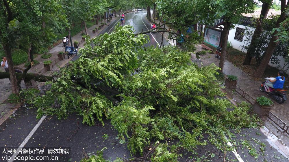 江蘇揚州：受台風“安比”影響 大樹被大風刮斷【3】