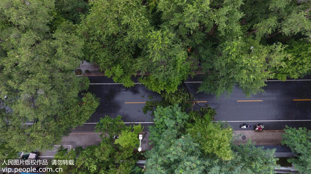 江蘇揚州：受台風“安比”影響 大樹被大風刮斷【5】