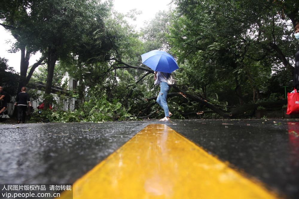 江蘇揚州：受台風“安比”影響 大樹被大風刮斷