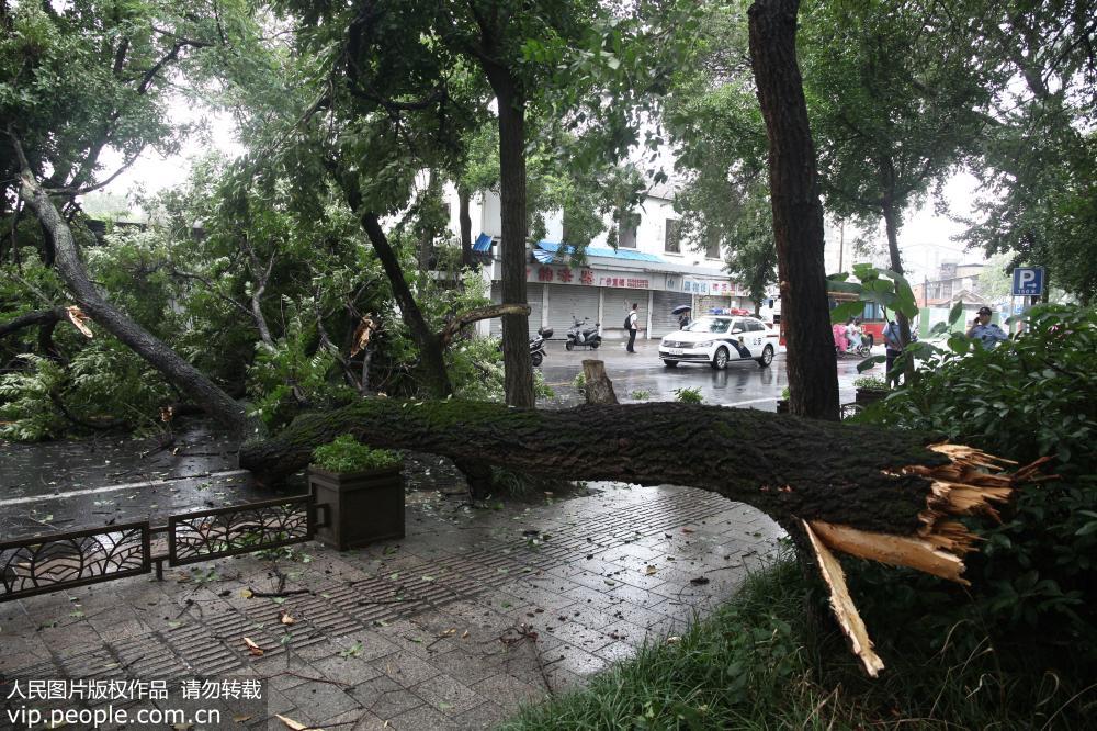 江蘇揚州：受台風“安比”影響 大樹被大風刮斷【6】