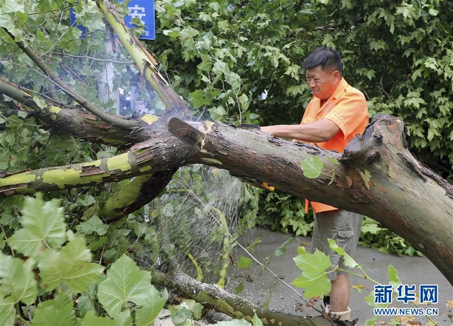 7月24日，在河北廊坊大城縣，工作人員處理被風吹倒的大樹。新華社發 劉亮 攝
