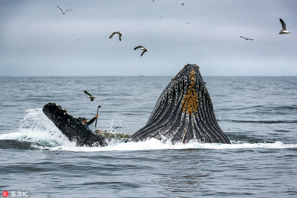 美國巨型座頭鯨悄然出水險頂翻皮艇 【4】