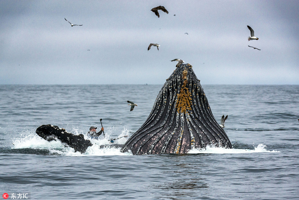 美國巨型座頭鯨悄然出水險頂翻皮艇 【3】