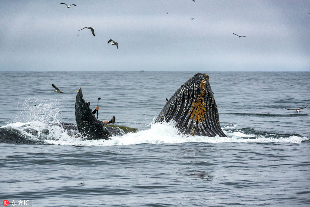 美國巨型座頭鯨悄然出水險頂翻皮艇 【5】