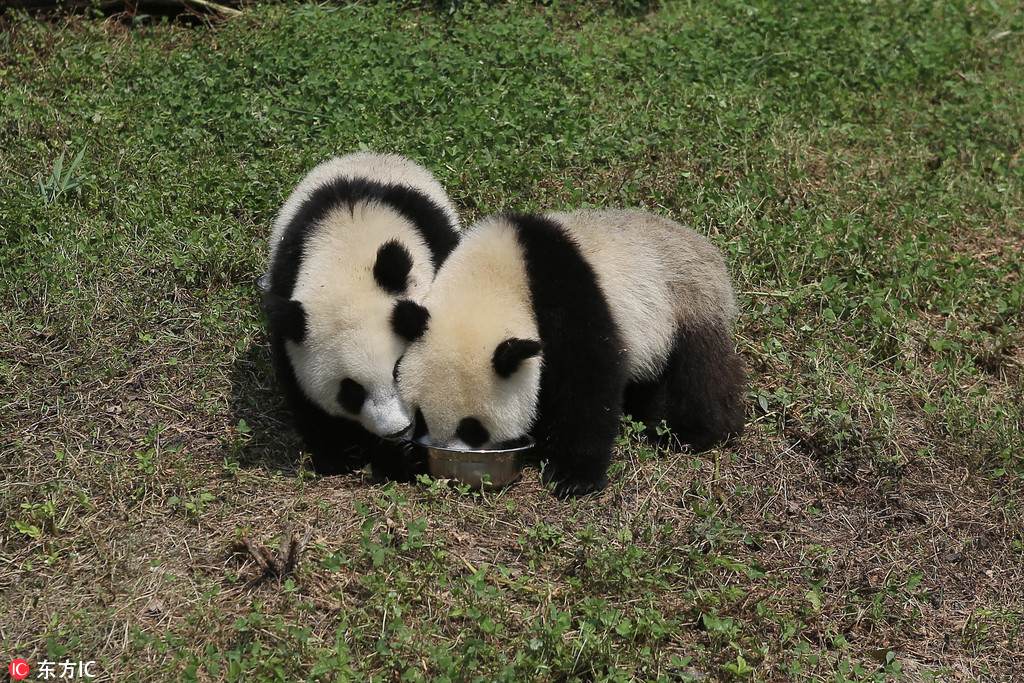 為“國寶”取名 都江堰4隻大熊貓寶寶面向全球征名【3】