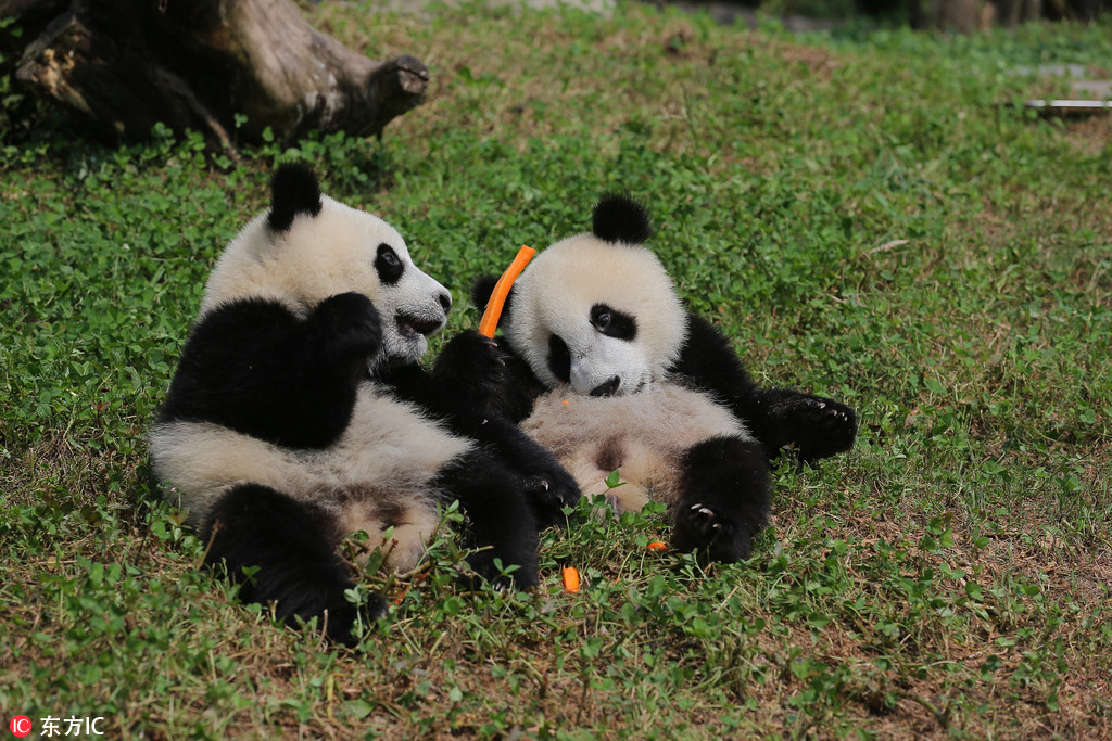 為“國寶”取名 都江堰4隻大熊貓寶寶面向全球征名【5】