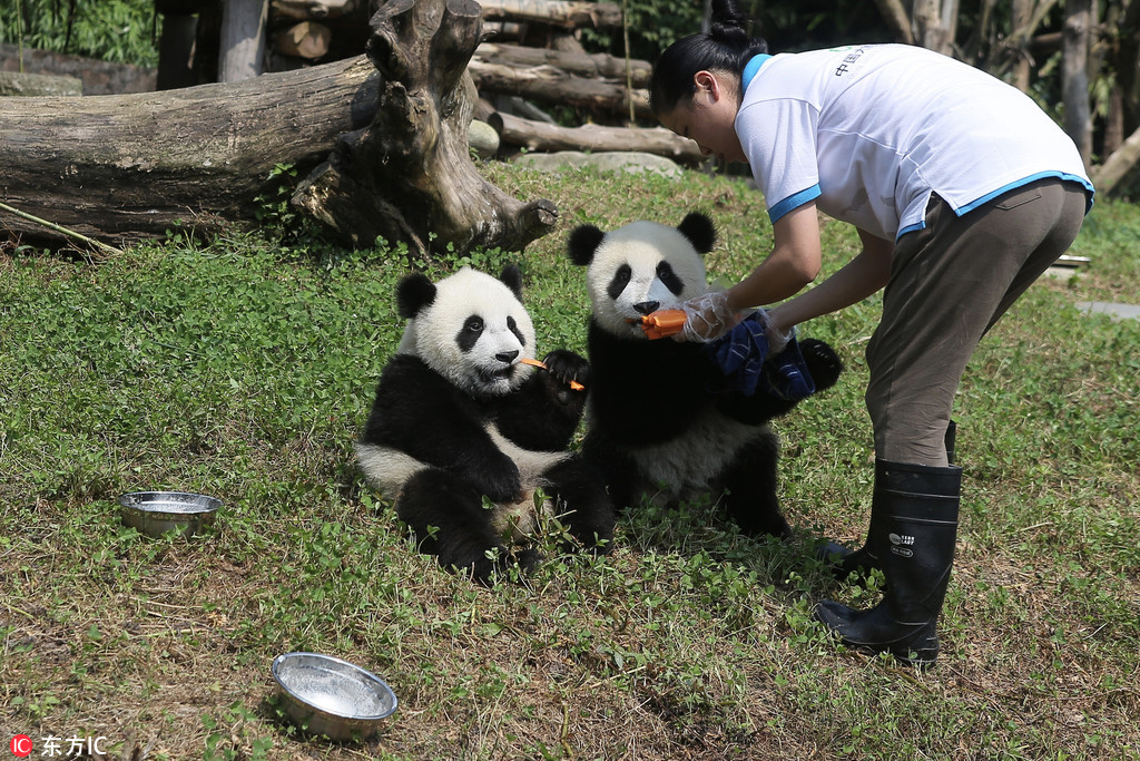 為“國寶”取名 都江堰4隻大熊貓寶寶面向全球征名【4】