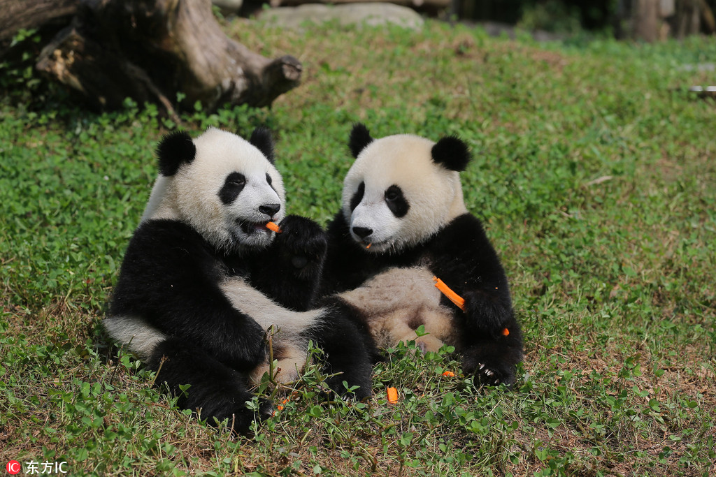 為“國寶”取名 都江堰4隻大熊貓寶寶面向全球征名