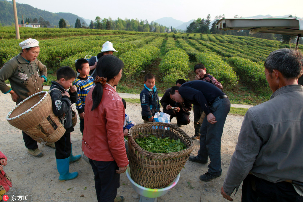 一片葉子的新使命：貴州遵義茶產業帶動3萬多貧困群眾脫貧致富【2】