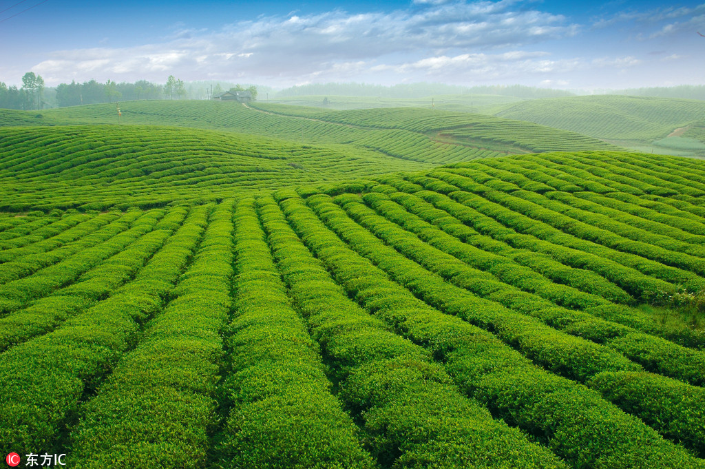 一片葉子的新使命：貴州遵義茶產業帶動3萬多貧困群眾脫貧致富
