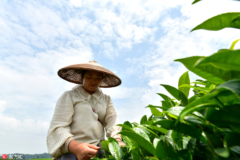 一片葉子的新使命：貴州遵義茶產業帶動3萬多貧困群眾脫貧致富【4】