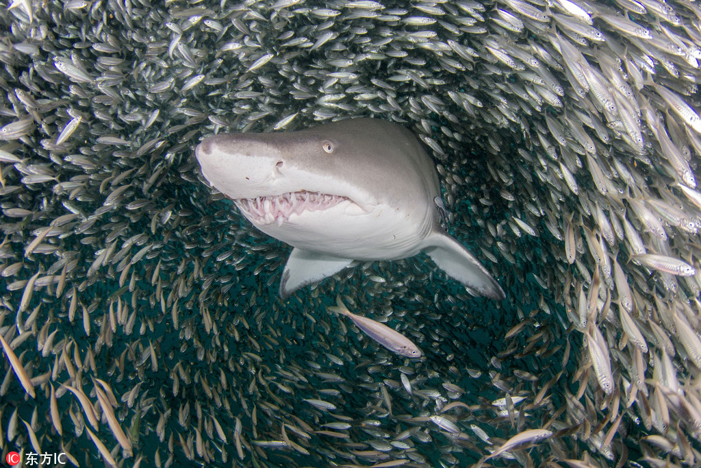 虎鯊邂逅巨大魚群風暴 穿梭其中若大王巡視霸氣十足