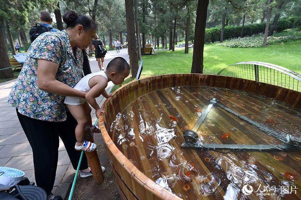 8月3日，小朋友對游動的金魚極感興趣。