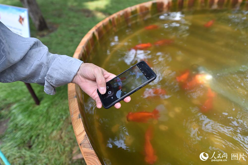 8月3日，游客用手機拍攝金魚。
