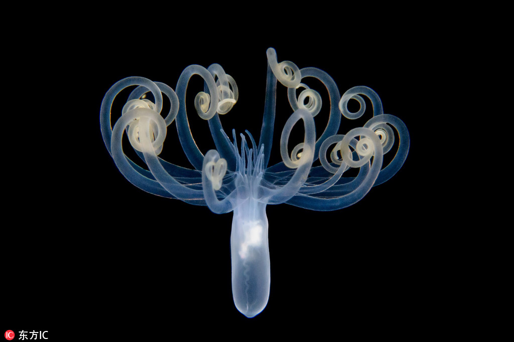 潛水員拍攝海洋生物 深海精靈長相怪異恍如天外來物