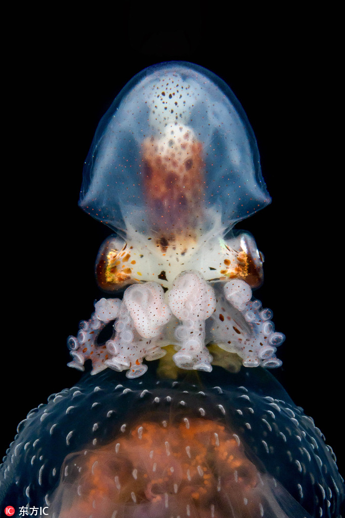 潛水員拍攝海洋生物 深海精靈長相怪異恍如天外來物【9】