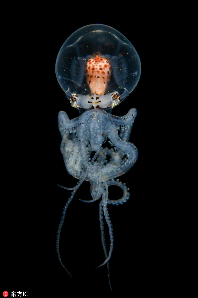 潛水員拍攝海洋生物 深海精靈長相怪異恍如天外來物【6】